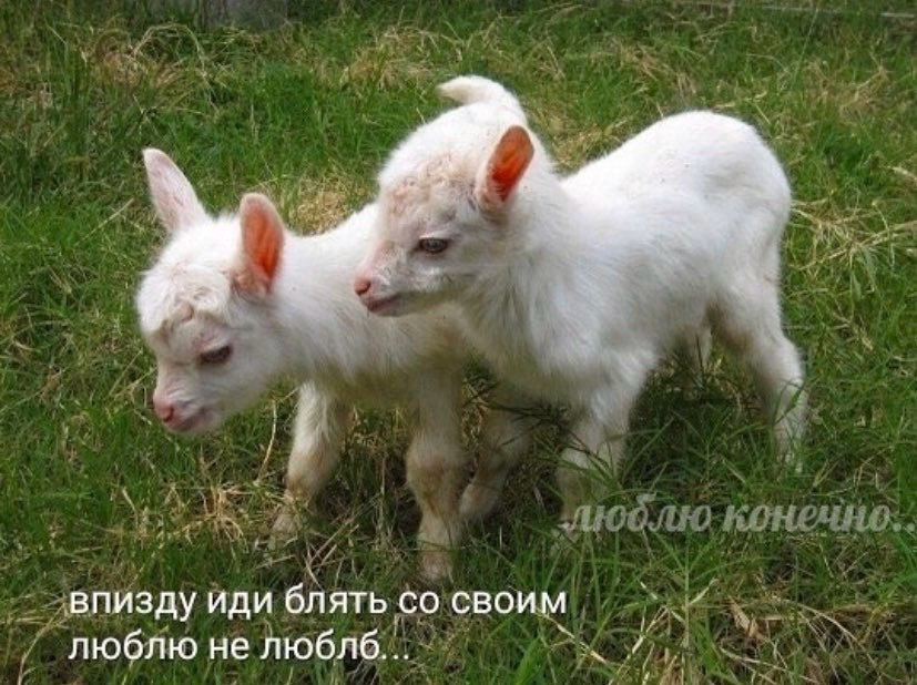 впизду иди блять своим люблю не люблб...
