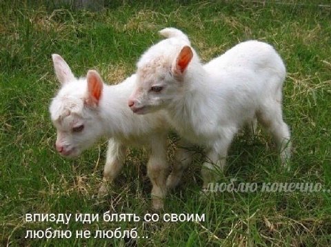 впизду иди блять своим люблю не люблб...