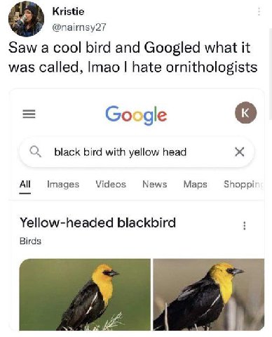 Kristie @nairnsy27 Saw а cool bird and Googled what it was Called, hate ornithologists 9 Google black bird with yellow head Videos News Images Maps Shoppi Yellow-headed blackbird Birds