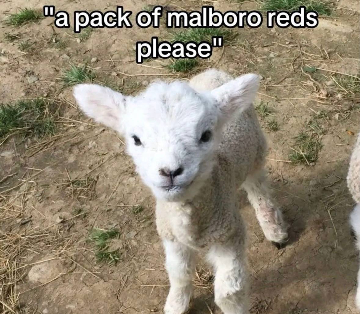 “a pack of malboro reds... реа
