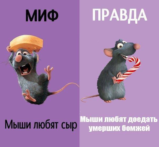 ПРАВДА Мыши любят доедать умерших бомжей