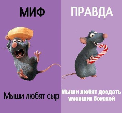 ПРАВДА Мыши любят доедать умерших бомжей
