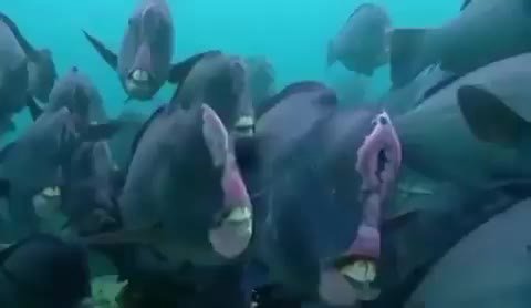 мем