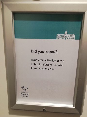 Did you know? Nearly 3% of the ice the Antarctic glaciers is made from penguin urine. Museum of Natural History