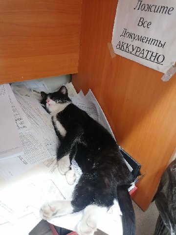 AKK