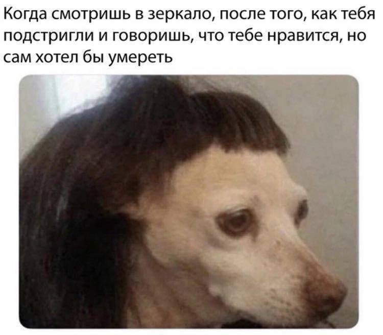 Когда смотришь в зеркало, после того, как тебя подстригли и говоришь, что тебе нравится, но сам хотел бы умереть