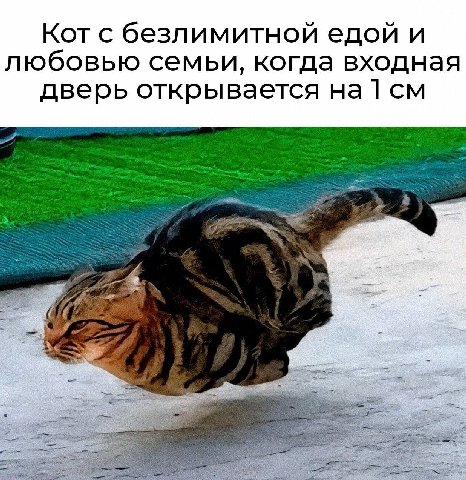 Кот с безлимитной едой и любовью семьи, когда входная дверь открывается 1