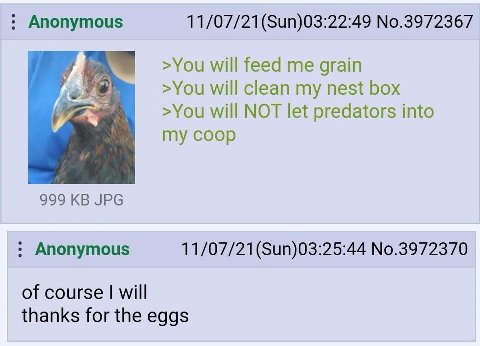 Anonymous 11/07/21(Sun)03:22:49 No.3972367 >You will feed me grain >You will clean my nest box >You will NOT let predators into my coop 999 JPG Anonymous No.3972370 of course will thanks for the eggs