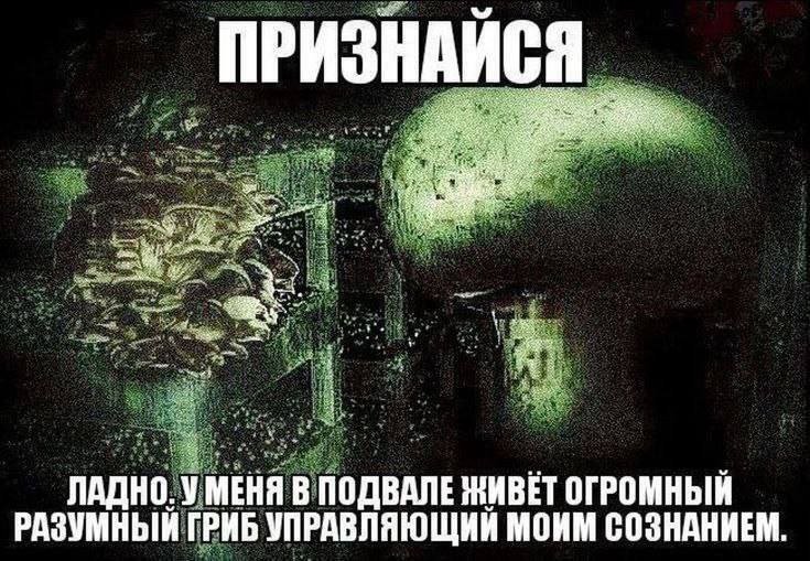 ПРИЗНАЙСЯ ЛАДНО. У МЕНЯ В ПОДВАЛЕ ЖИВЕТ ОГРОМНЫЙ РАЗУМНЫЙ ГРИБ УПРАВЛЯЮЩИЙ МОИМ СОЗНАНИЕМ.