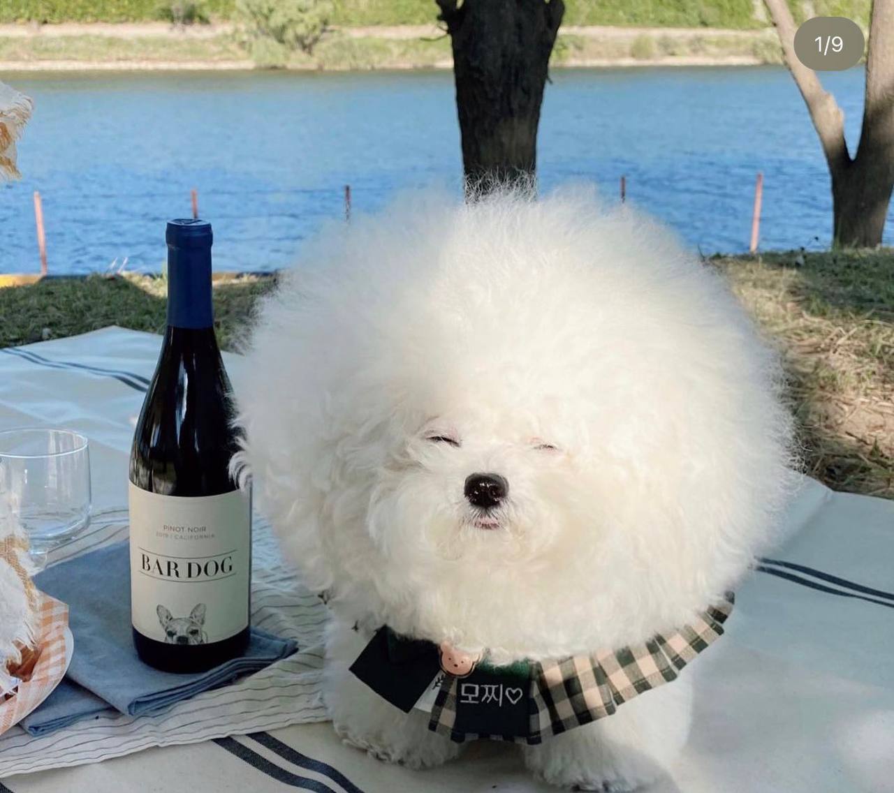 BAR DOG a a