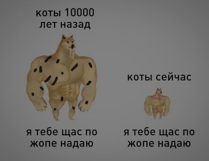 коты 10000 лет назад коты сейчас я тебе щас по я тебе щас по жопе надаю жопе надаю