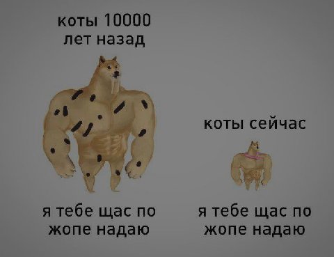 коты 10000 лет назад коты сейчас я тебе щас по я тебе щас по жопе надаю жопе надаю