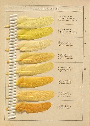 THE COMPANY, INC. 0,5% Echtlichtgelb 0,5% Fast Light Yellow 0,5% Jaune lumiére solide 3 Echtlichtgelb 3 Fast Light Yellow 10 3 Jaune solide 0,5% Echtgelb extra 0,5% Fast Yellow extra и 0,5% Jaune soli