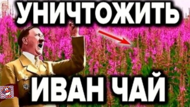 ИВАН ЧАИ
