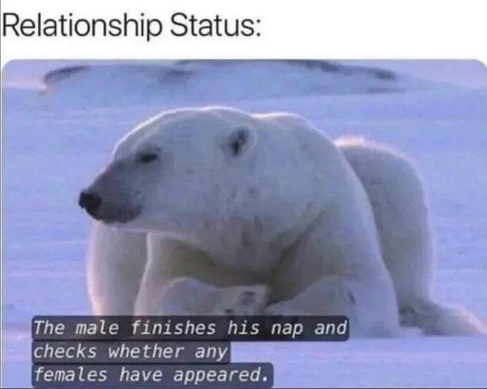 Relationship Status: male finishes his nap and Checks whether any females have appeared.