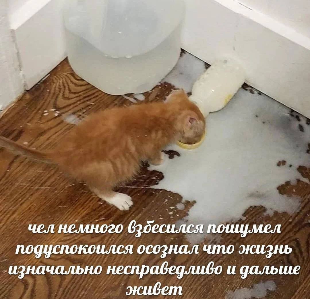 челнемного подуспокоился осознал что жизнь изначально несправедливо и дальше
