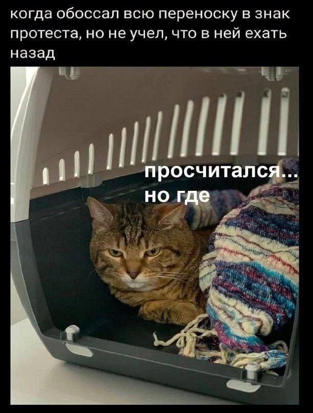 когда обоссал всю переноску в знак протеста, но не учел, что в ней ехать назад просчитался... но где