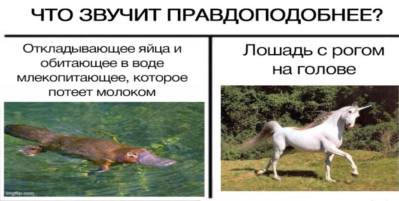 ЧТО ЗВУЧИТ ПРАВДОПОДОБНЕЕ? Откладывающее яйца и Лошадь с рогом обитающее в воде на голове млекопитающее, которое потеет молоком