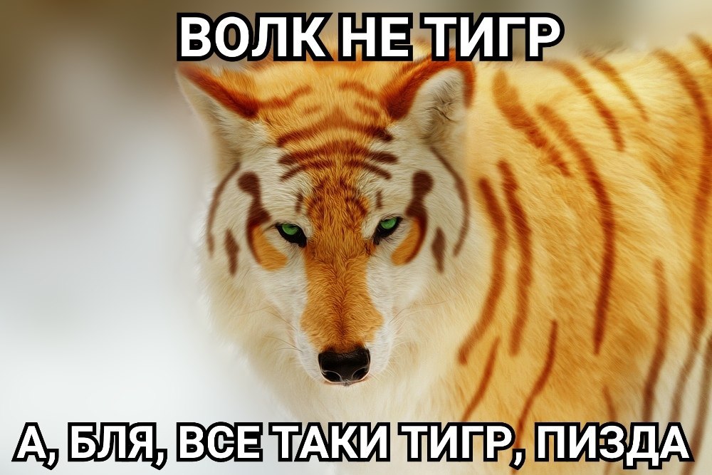 ВОЛК НЕ,ТИГР ПИЗДА