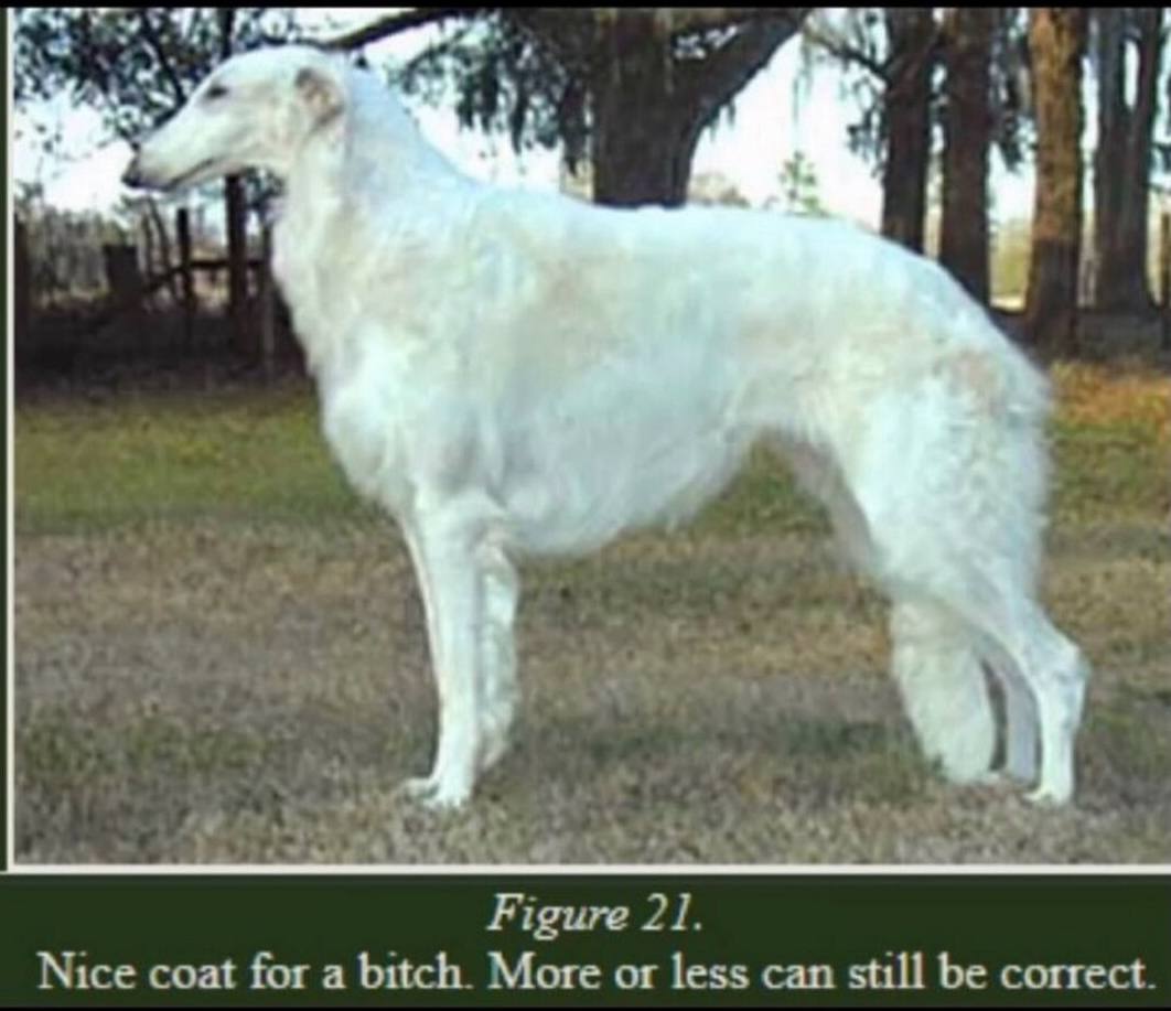 Figure 21. Nice coat for a bitch. More or less can still be correct.