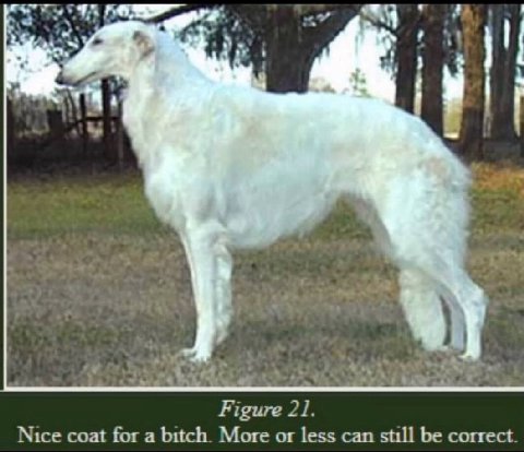 Figure 21. Nice coat for a bitch. More or less can still be correct.