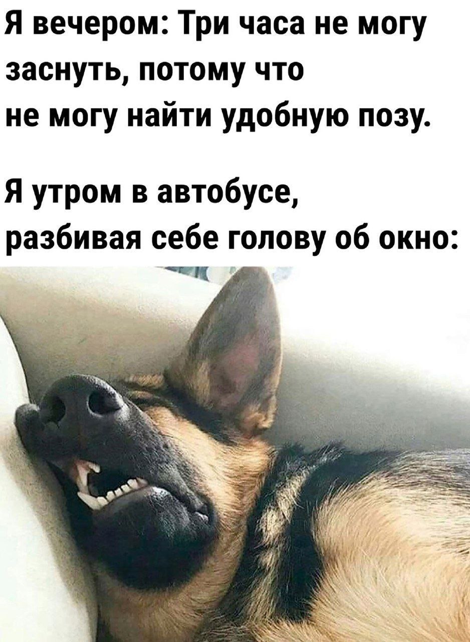 Я вечером: Три часа не могу заснуть, потому что не могу найти удобную позу. Я утром в автобусе, разбивая себе голову об окно: 4 a Me