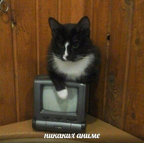 никаких аниме