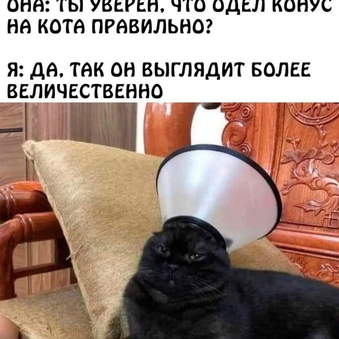 ОДЕЛ AONYL KOTA ПРАВИЛЬНО? Я: TAK ОН ВЫГЛЯДИТ БОЛЕЕ ВЕЛИЧЕСТВЕННО ath