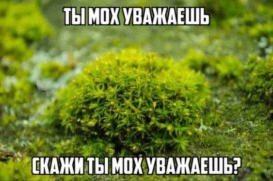ТЫ МОХ УВАЖАЕШЬ [КАЖИ ТЫ МОХ УВАЖАЕШЬ?