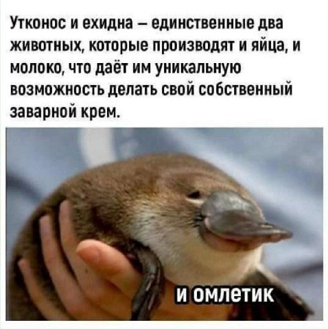 Утконос и ехидна единственные два животных, которые производят и яйца, и молоко, что даёт уникальную возможность делать свой собственный заварной крем. и омлетик