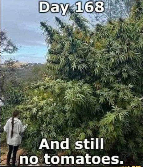 And still no tomatoes.