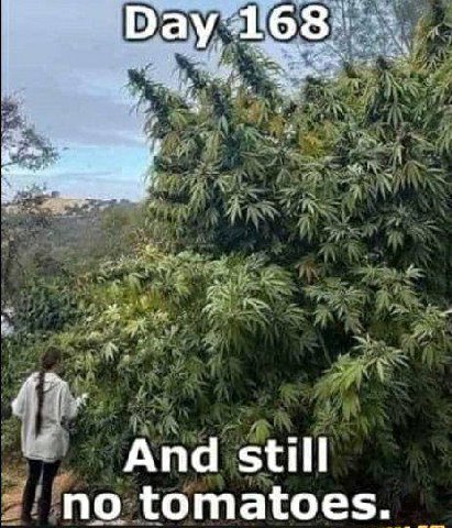 And still no tomatoes.