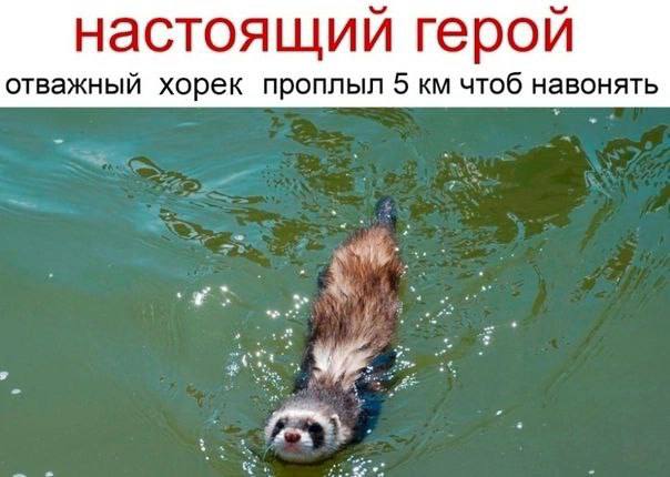настоящий герой отважный хорек проплыл 5 чтоб навонять