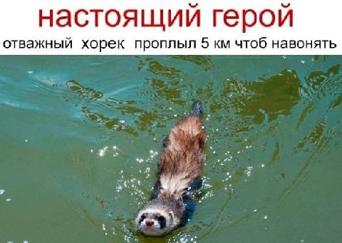 настоящий герой отважный хорек проплыл 5 чтоб навонять