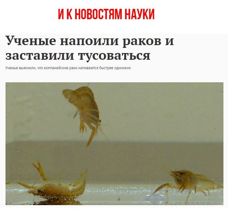 ИКНОВОСТЯМ НАУКИ Ученые напоили раков и заставили тусоваться Ученые выяснили, что компанейские раки напиваются быстрее одиноких