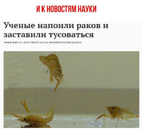 ИКНОВОСТЯМ НАУКИ Ученые напоили раков и заставили тусоваться Ученые выяснили, что компанейские раки напиваются быстрее одиноких