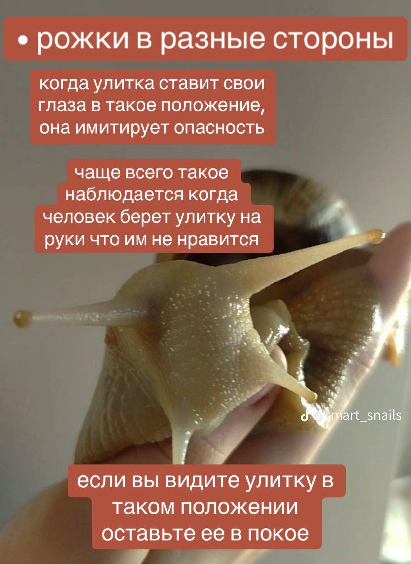 рожки в разные стороны когда улитка ставит свои глаза в такое положение, она имитирует опасность чаще всего такое наблюдается когда человек берет улитку на руки что не нравится art_snails у если вы ви