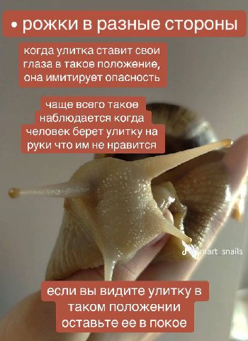 рожки в разные стороны когда улитка ставит свои глаза в такое положение, она имитирует опасность чаще всего такое наблюдается когда человек берет улитку на руки что не нравится art_snails у если вы ви