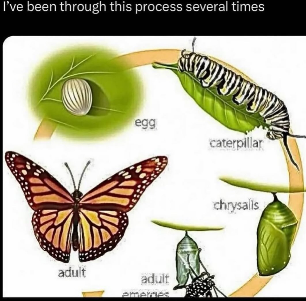 been through this process several times egg chrysalls dult adult 4