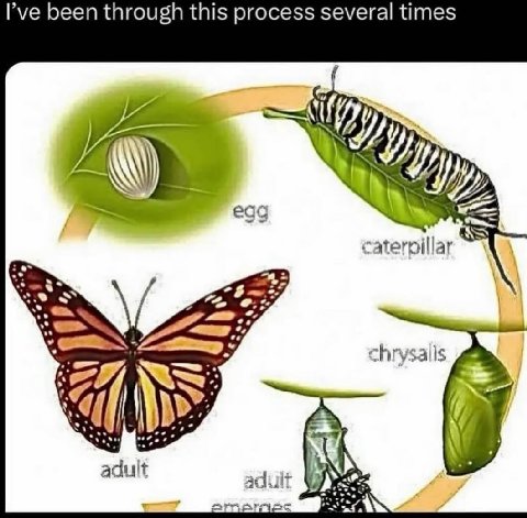 been through this process several times egg chrysalls dult adult 4