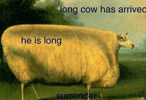 cow has arrivec is long