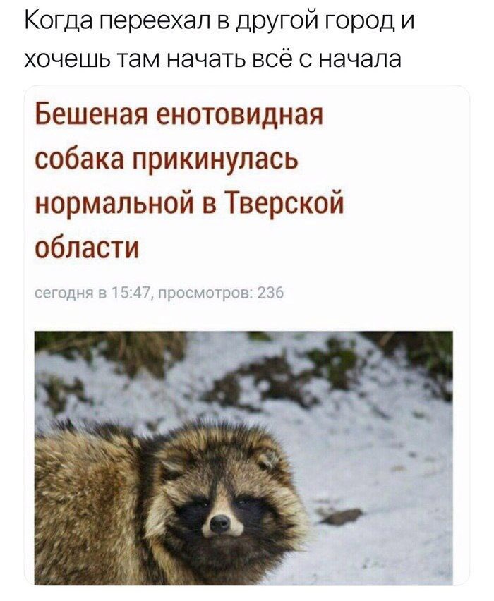 Когда переехал в другой город и хочешь там начать всё с начала Бешеная енотовидная собака прикинулась нормальной в Тверской области сегодня в 15:47, просмотров: 236 a