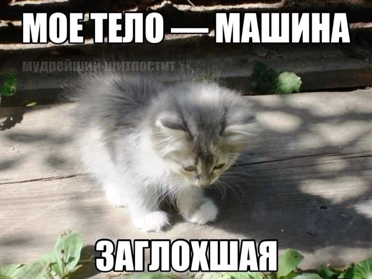 МОЕТЕЛО МАШИНА ЗАГЛ ОХШАЯ