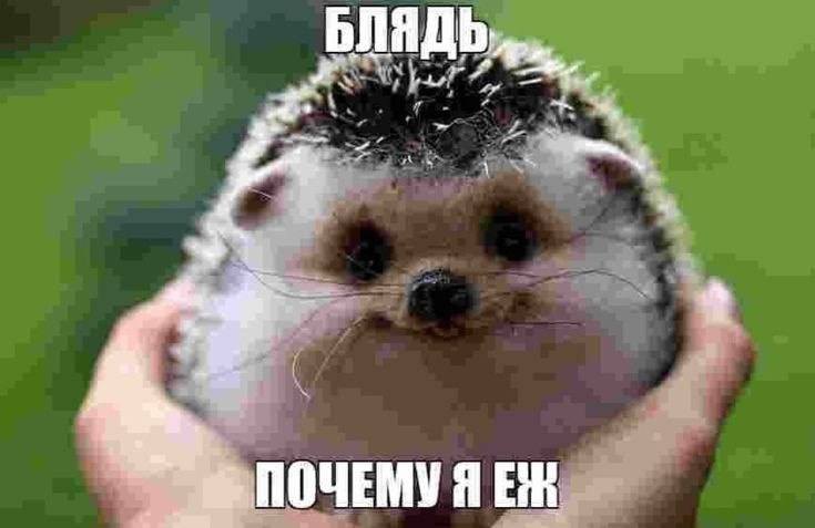 БЛЯДЬ в 2 ПОЧЕМУЯЕ