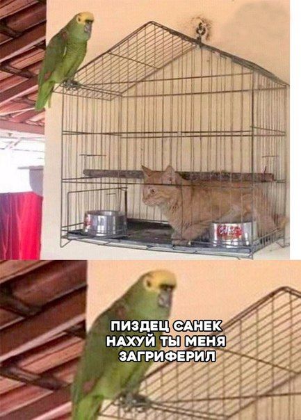 wis 35 а 7 У у it 74 if Alt wed „Ли МЕНЯ: НАХУЙ ТЫ! ЗАГРИ ФЕРИЛ