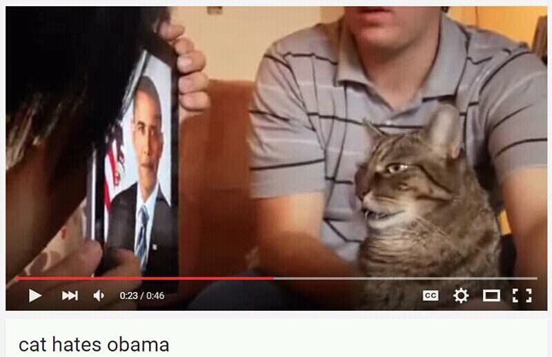 cat hates obama