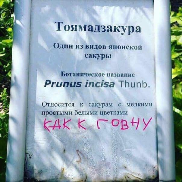 1 Тоямадзакура Один из видов японской сакуры Ботаническое название Prunus incisa Thunb. Относится к сакурам с мелкими простыми белыми цветками