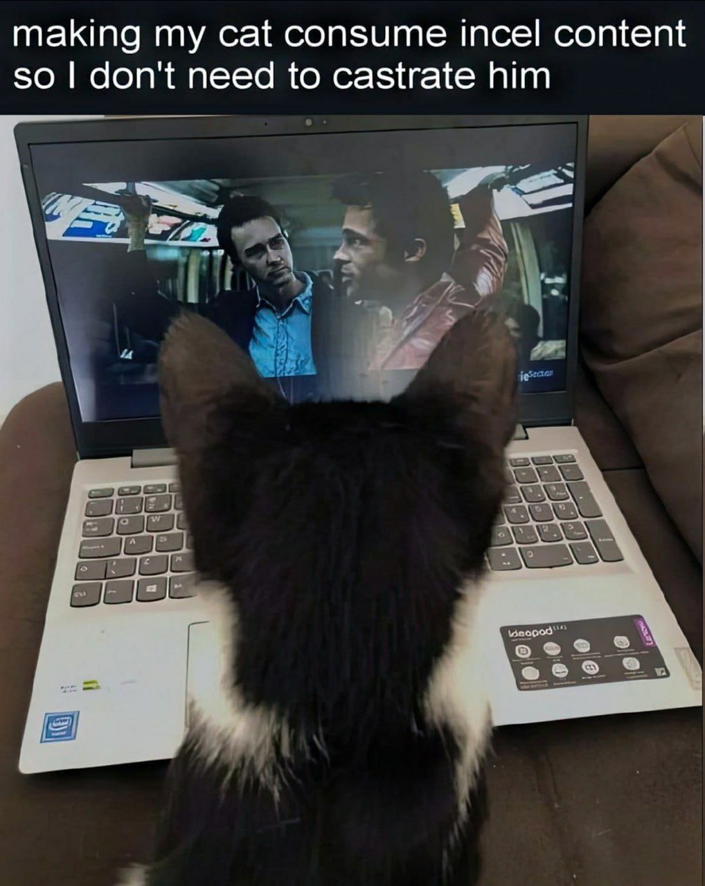 making my cat consume incel content so don't need to castrate him