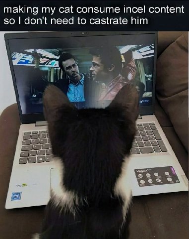 making my cat consume incel content so don't need to castrate him