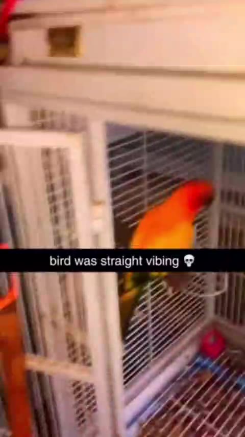 bird was straight vibing Ф